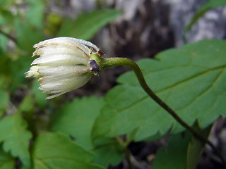 Clematis alpina