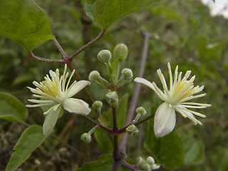 Clematis vitalba