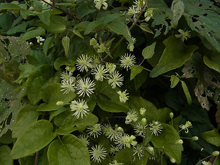 Clematis vitalba