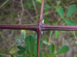 Clematis vitalba