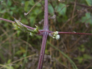 Clematis vitalba