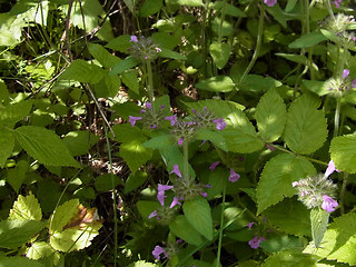 Clinopodium vulgare