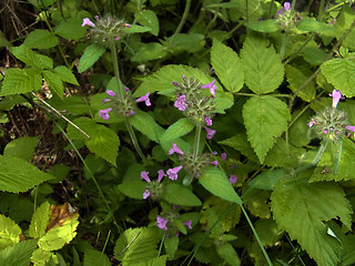 Clinopodium vulgare