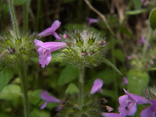 Clinopodium vulgare