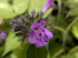 Clinopodium vulgare