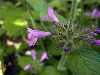 Clinopodium vulgare