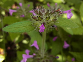 Clinopodium vulgare