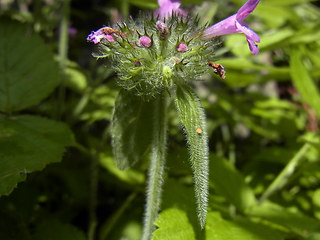 Clinopodium vulgare