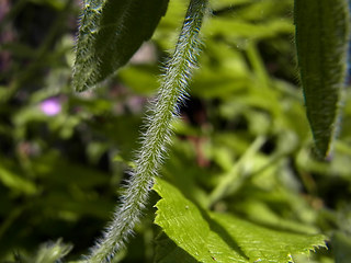 Clinopodium vulgare