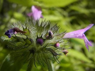 Clinopodium vulgare