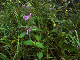 Clinopodium vulgare