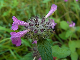 Clinopodium vulgare