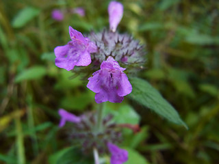 Clinopodium vulgare