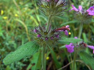 Clinopodium vulgare