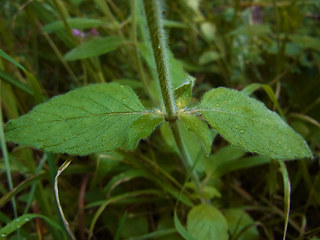 Clinopodium vulgare