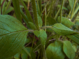 Clinopodium vulgare