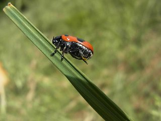 Clytra laeviuscula