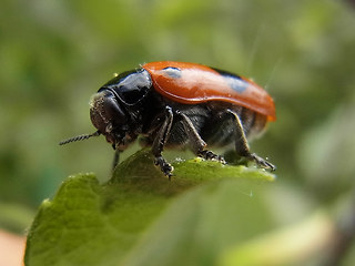 Clytra laeviuscula