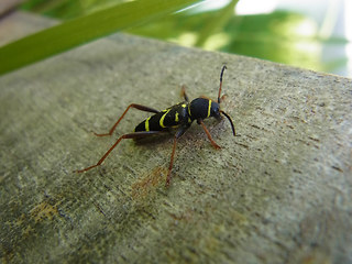 Clytus arietis