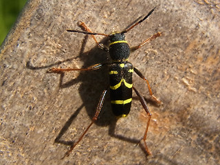 Clytus arietis