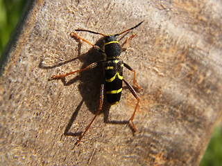 Clytus arietis