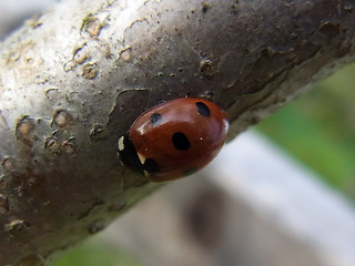 Coccinella septempunctata