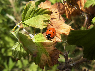 Coccinella septempunctata