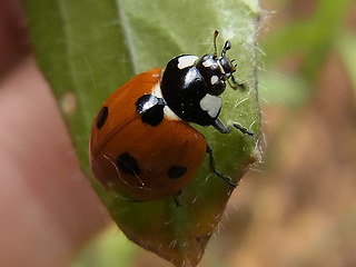 Coccinella septempunctata