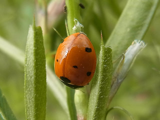 Coccinella septempunctata