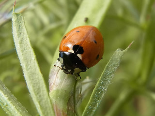 Coccinella septempunctata