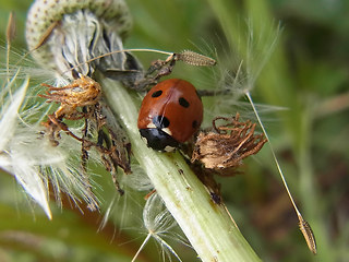 Coccinella septempunctata