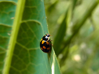 Coccinula quatuordecimpustulata