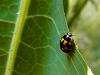 Coccinula quatuordecimpustulata