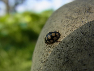 Coccinula quatuordecimpustulata