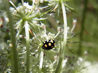 Coccinula quatuordecimpustulata