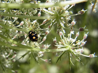 Coccinula quatuordecimpustulata