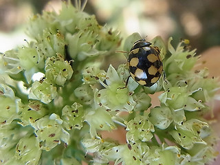 Coccinula quatuordecimpustulata