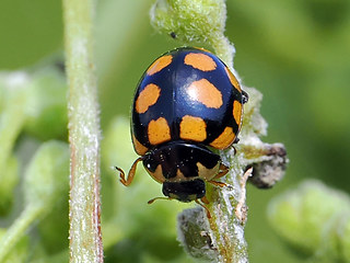 Coccinula quatuordecimpustulata