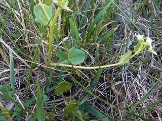 Cochlearia officinalis