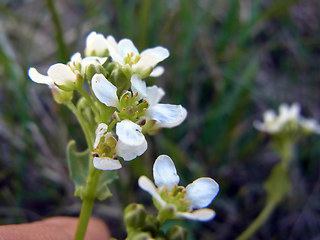 Cochlearia officinalis