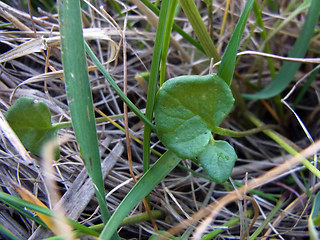 Cochlearia officinalis