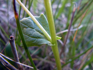 Cochlearia officinalis