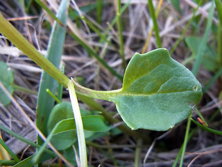 Cochlearia officinalis