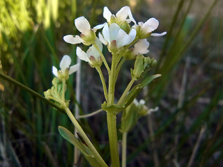 Cochlearia officinalis