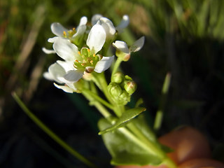 Cochlearia officinalis