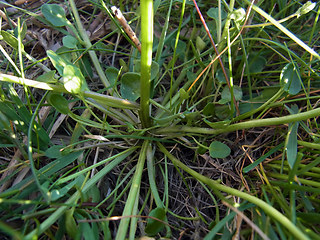 Cochlearia officinalis