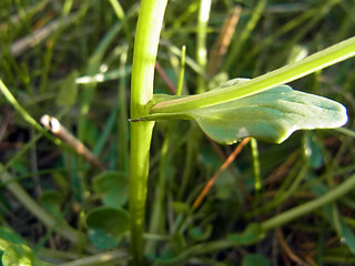 Cochlearia officinalis