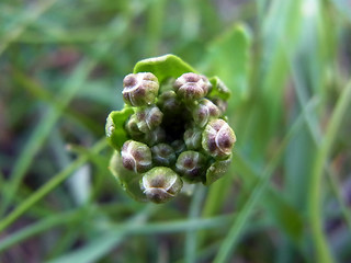 Cochlearia officinalis