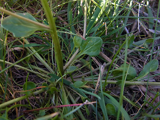 Cochlearia officinalis