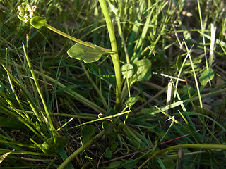 Cochlearia officinalis